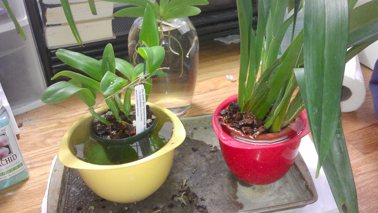 Полив орхидеи замачиванием